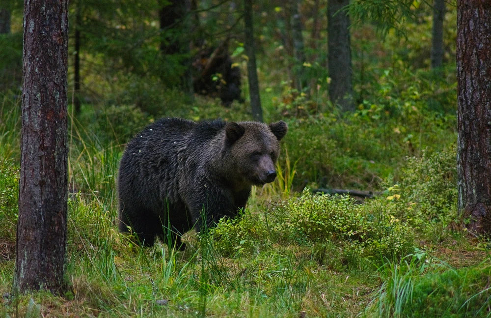 How to shit in the woods (moors, mountains etc)