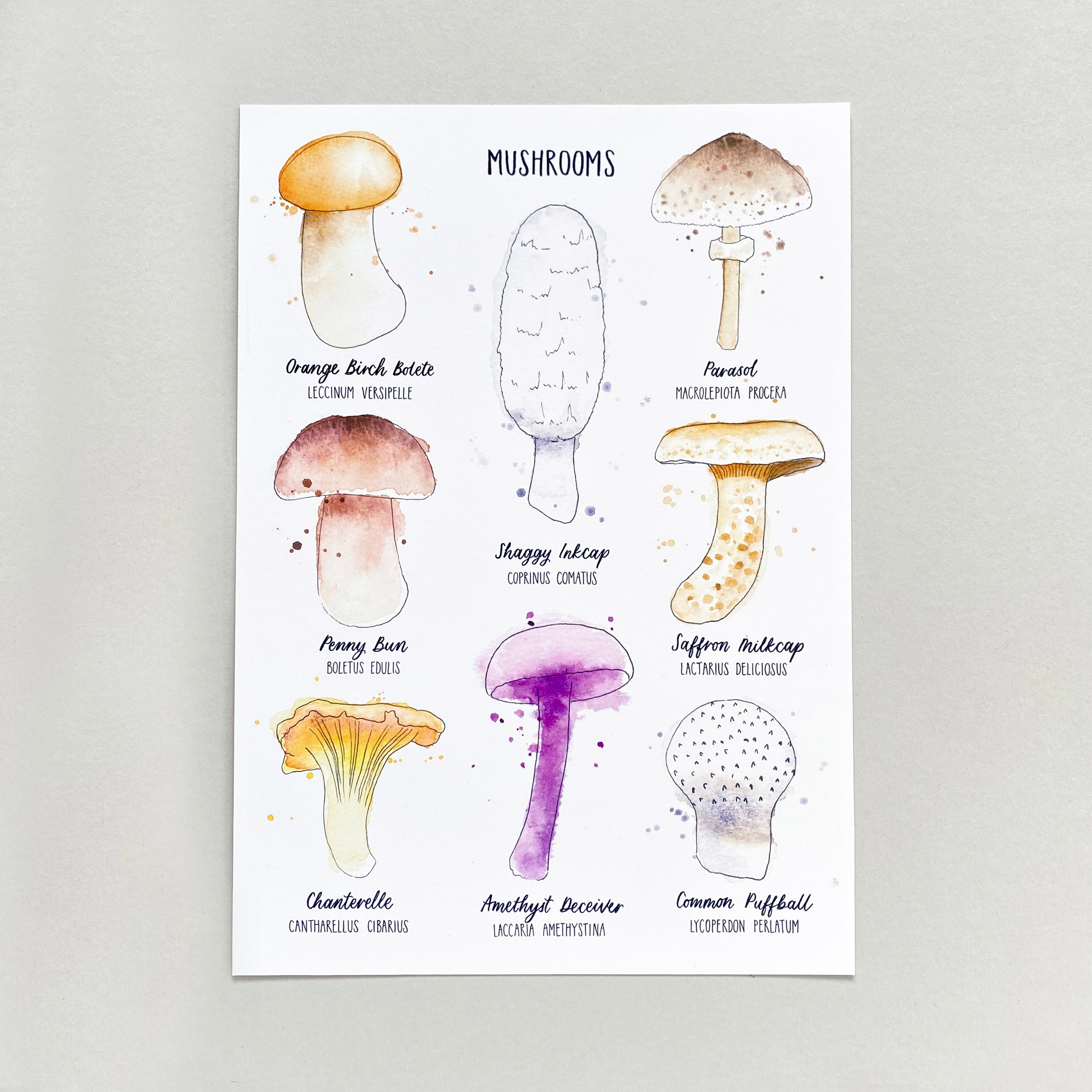 Mushrooms by Jules Birkby