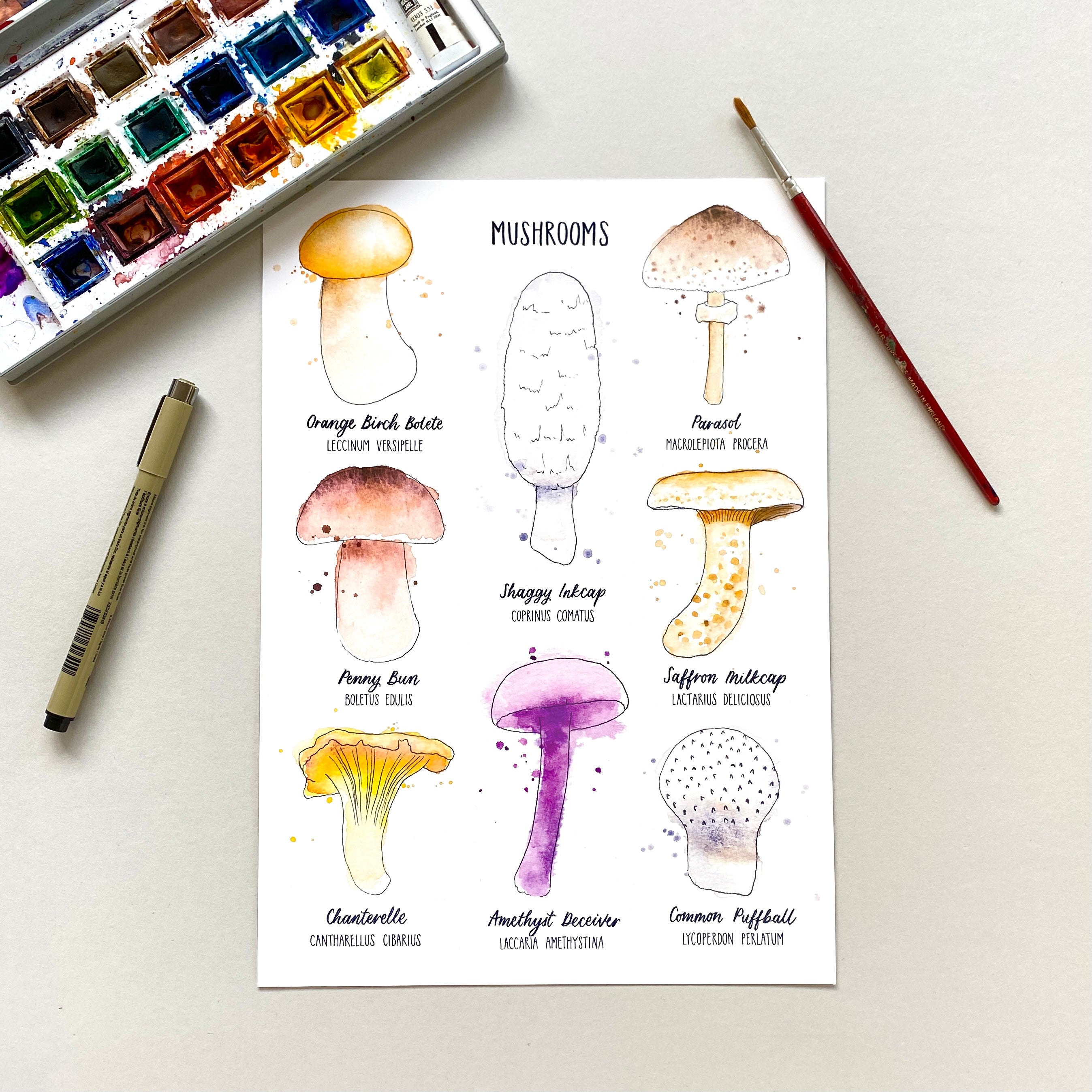Mushrooms by Jules Birkby